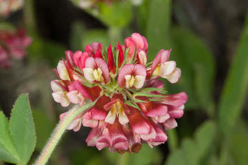 Trifolium reflexum #3